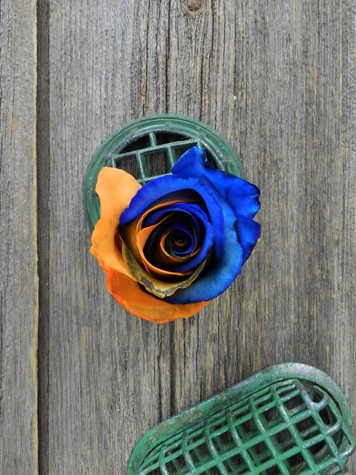 ORANGE & BLUE BI-COLOR  TINTED ROSES